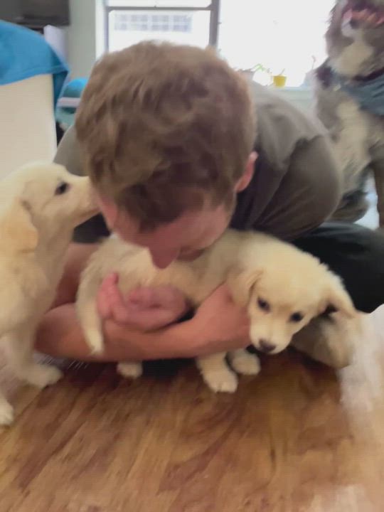 Enlarge Blossom, a Adopted mixed breed in Commerce City, CO video 6/11