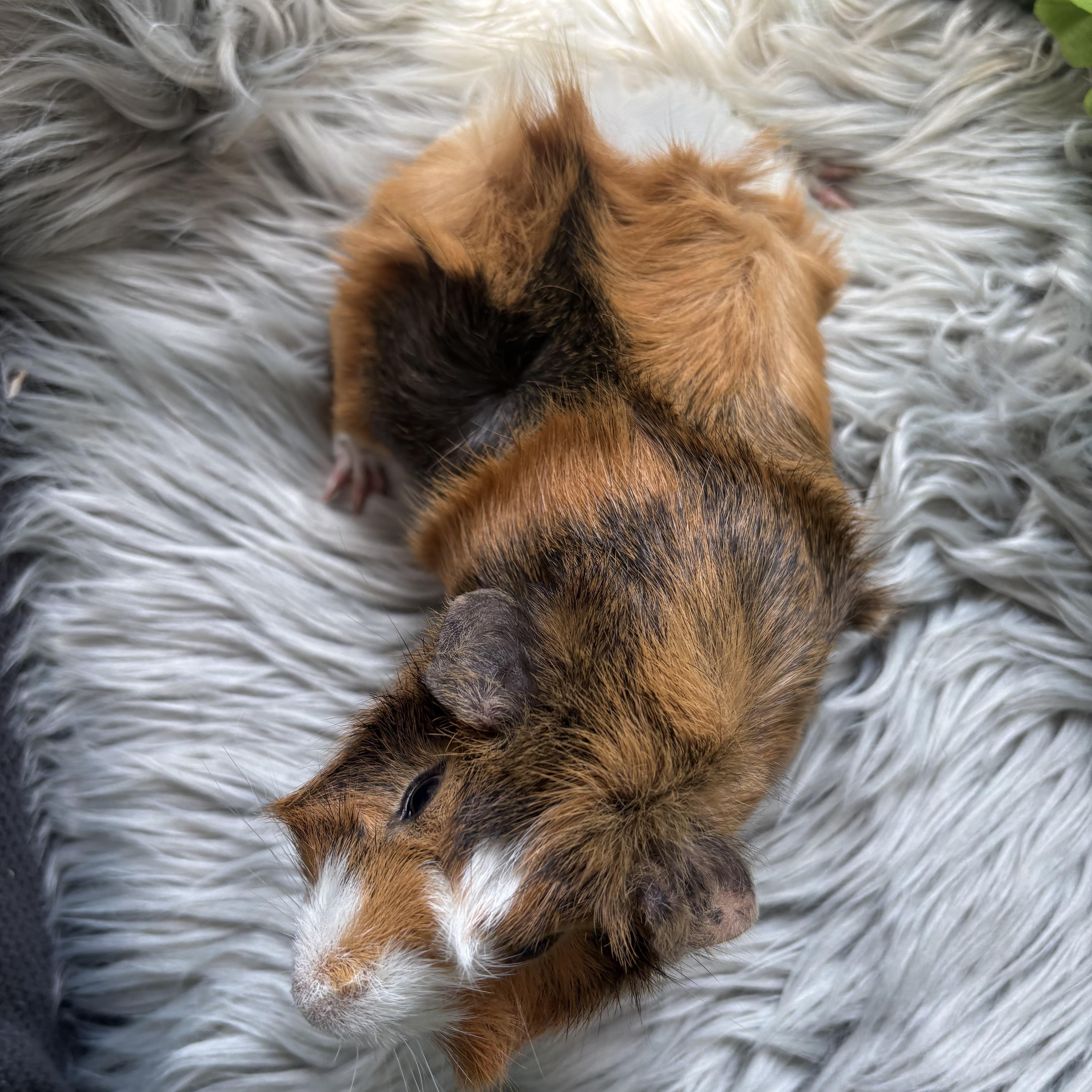 Enlarge Cody, a ADOPTABLE Abyssinian in Olympia, WA image 4/6
