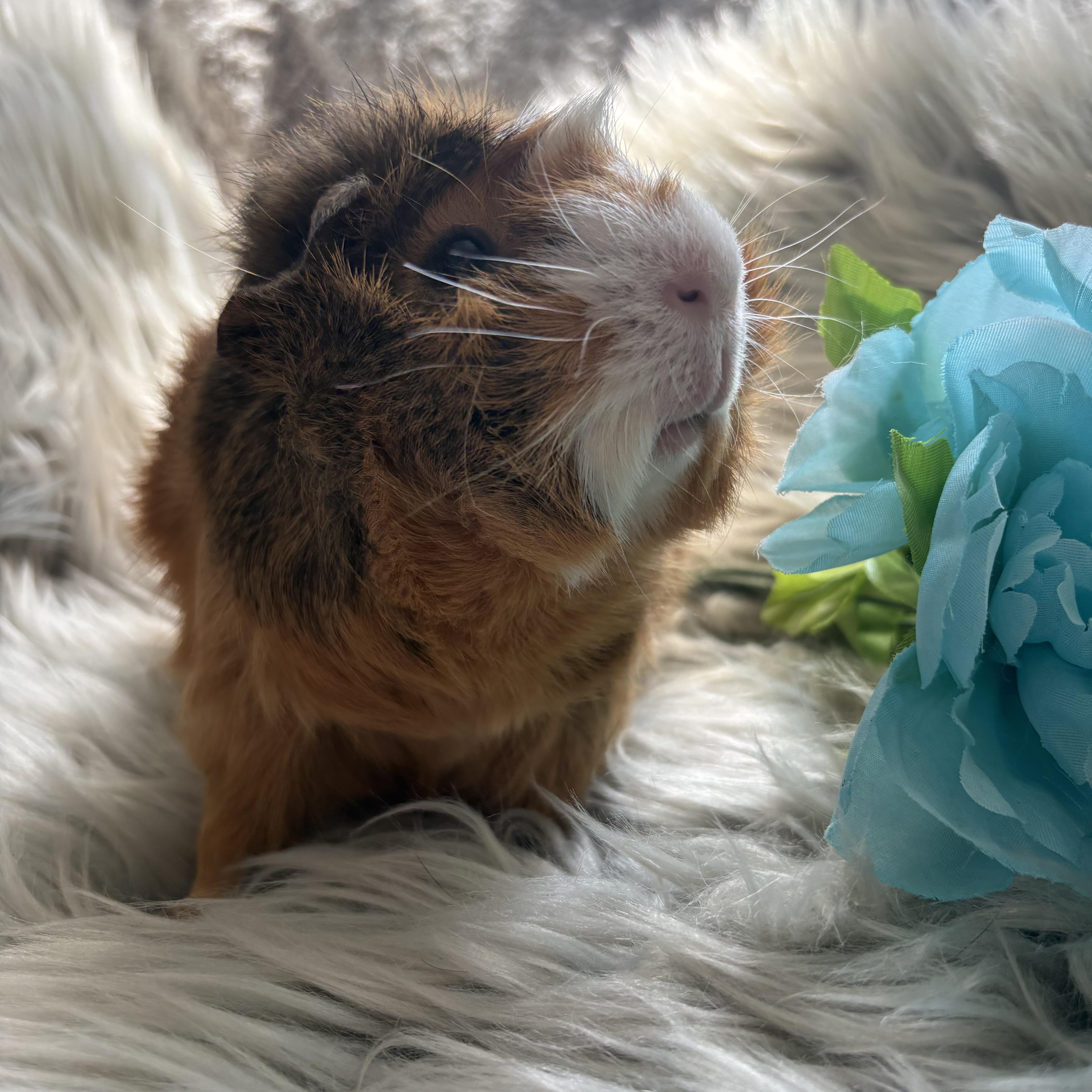 Enlarge Cody, a ADOPTABLE Abyssinian in Olympia, WA image 6/6