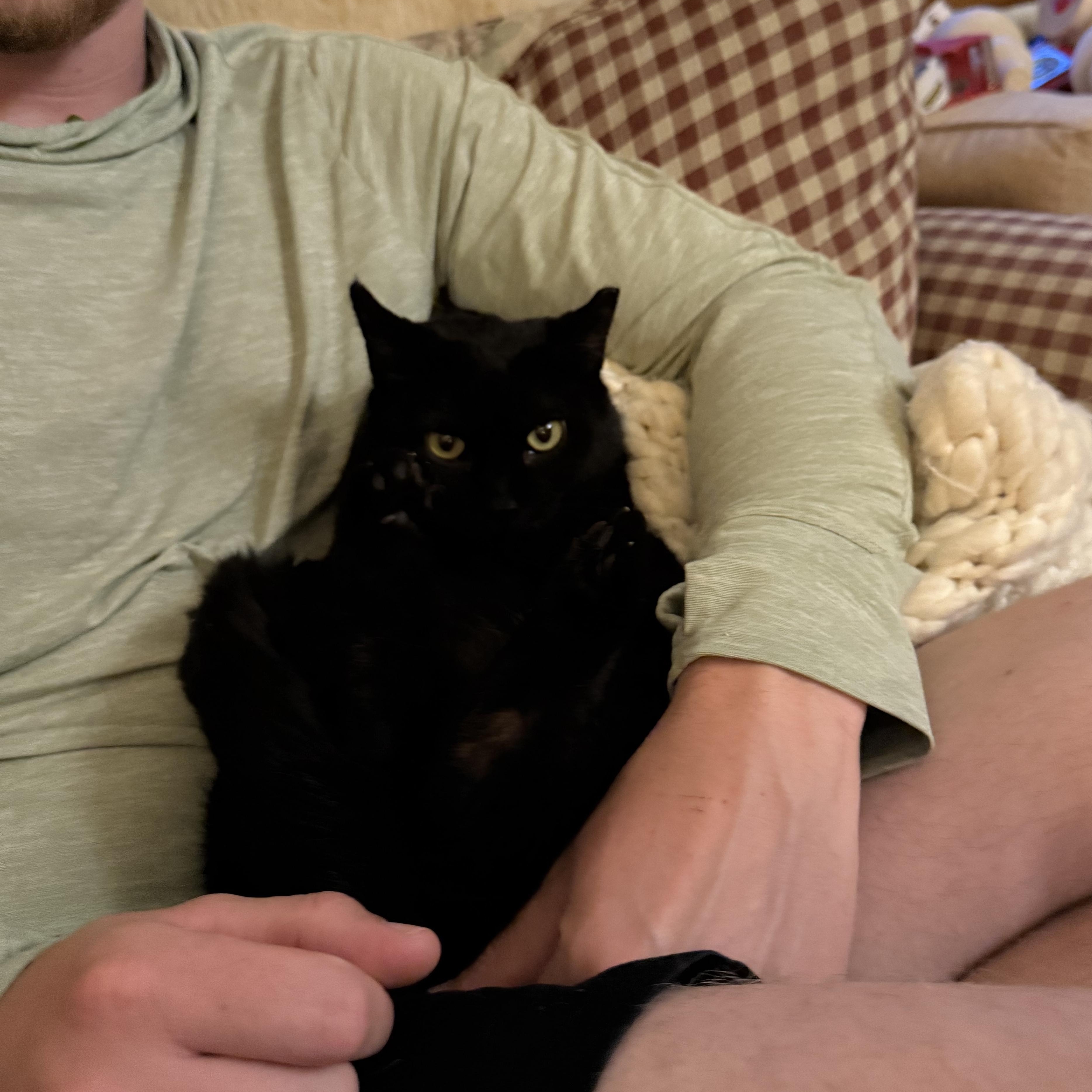 Enlarge Noodle, a ADOPTABLE Domestic Short Hair in Milwaukee, WI image 2/6