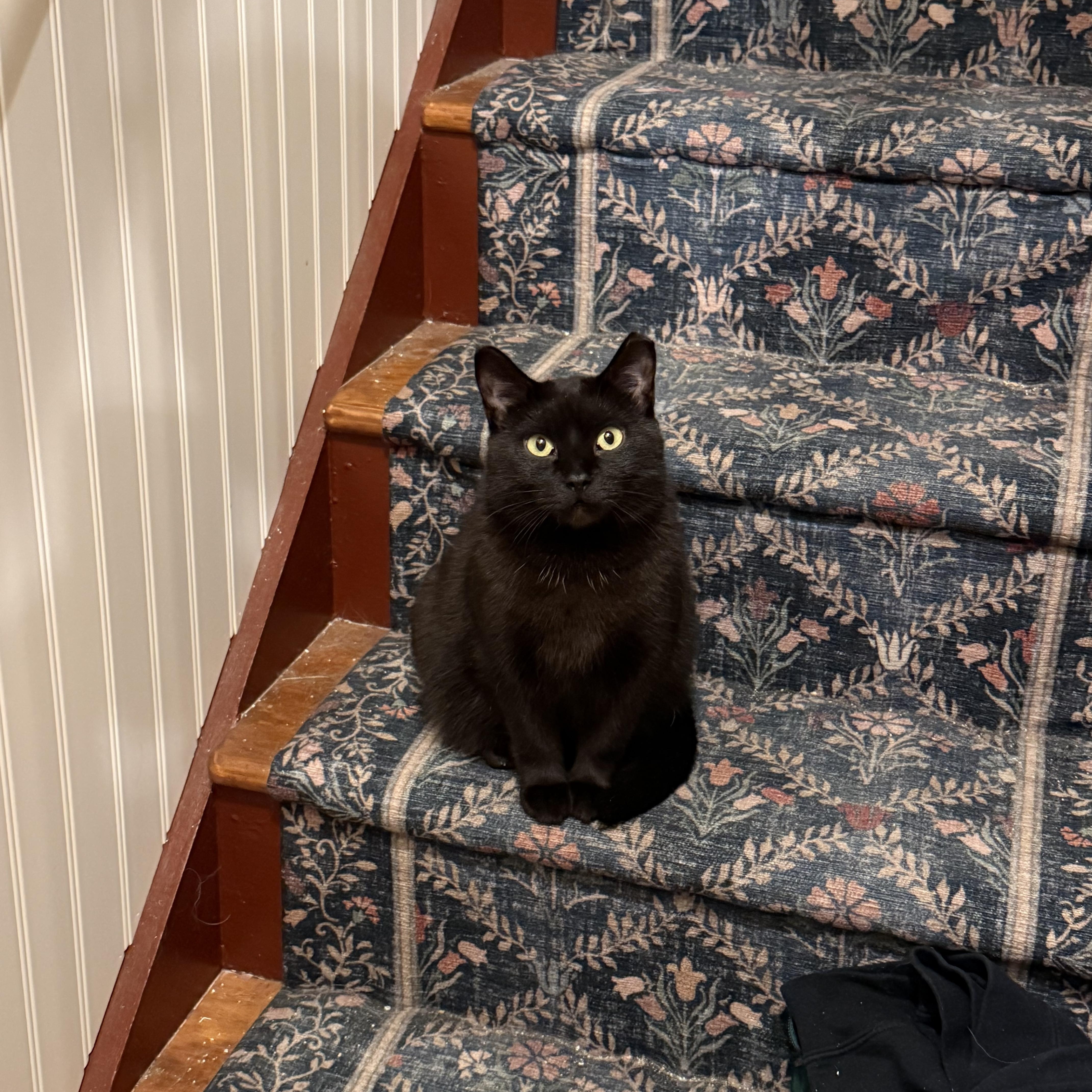 Enlarge Noodle, a ADOPTABLE Domestic Short Hair in Milwaukee, WI image 4/6