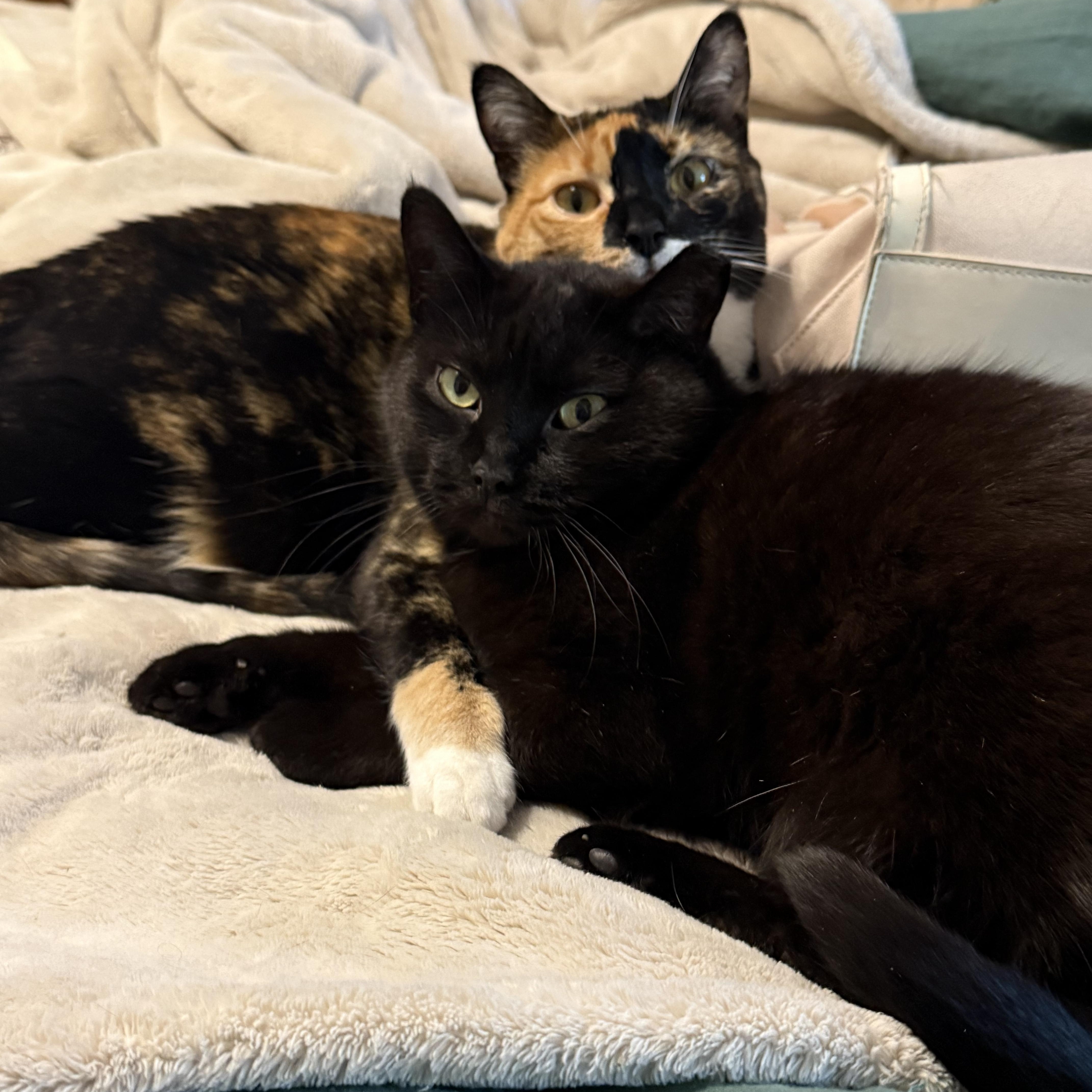 Enlarge Noodle, a ADOPTABLE Domestic Short Hair in Milwaukee, WI image 6/6