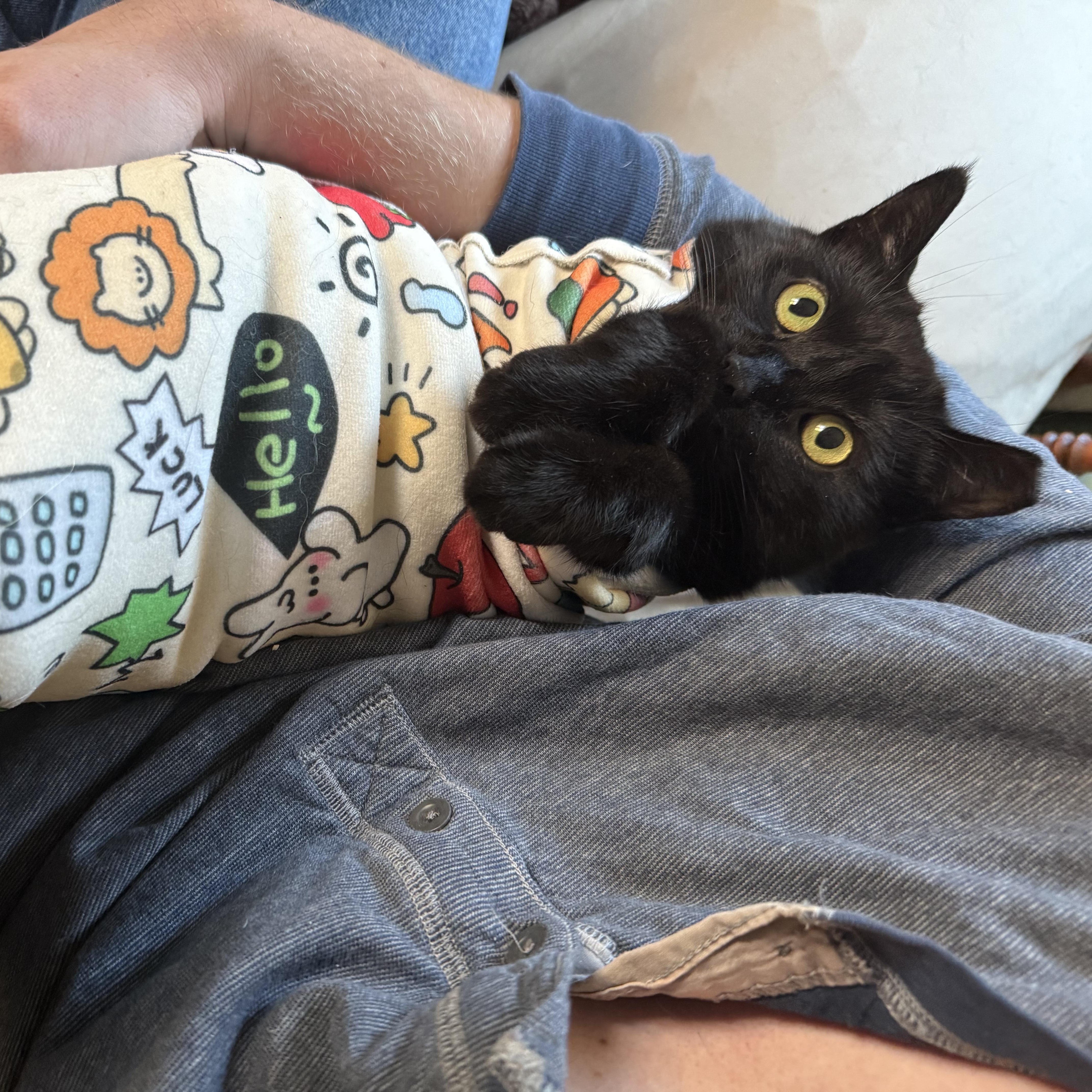 Enlarge Noodle, a ADOPTABLE Domestic Short Hair in Milwaukee, WI image 1/6