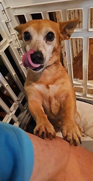 Enlarge Dixie, a Adopted mixed breed in Hayesville, NC image 1/6