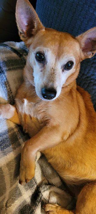 Enlarge Dixie, a Adopted mixed breed in Hayesville, NC image 2/6