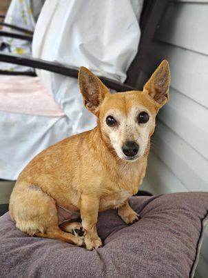 Enlarge Dixie, a Adopted mixed breed in Hayesville, NC image 3/6