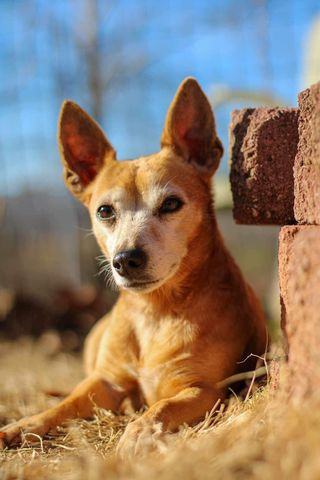 Enlarge Dixie, a Adopted mixed breed in Hayesville, NC image 4/6