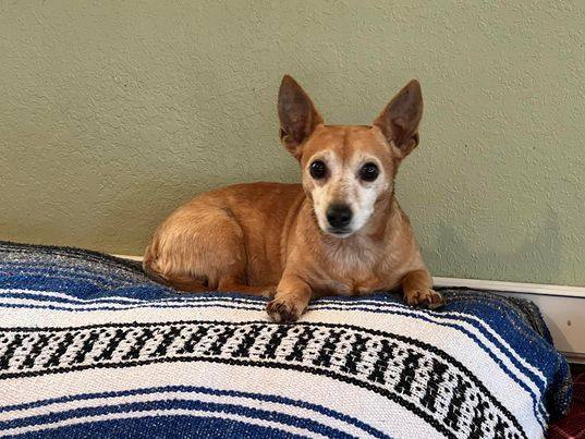 Enlarge Dixie, a Adopted mixed breed in Hayesville, NC image 5/6