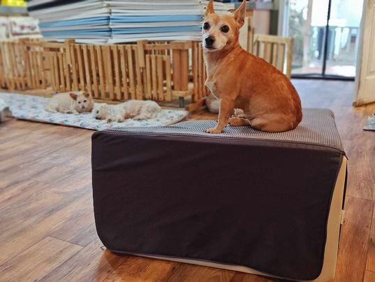 Enlarge Dixie, a Adopted mixed breed in Hayesville, NC image 6/6