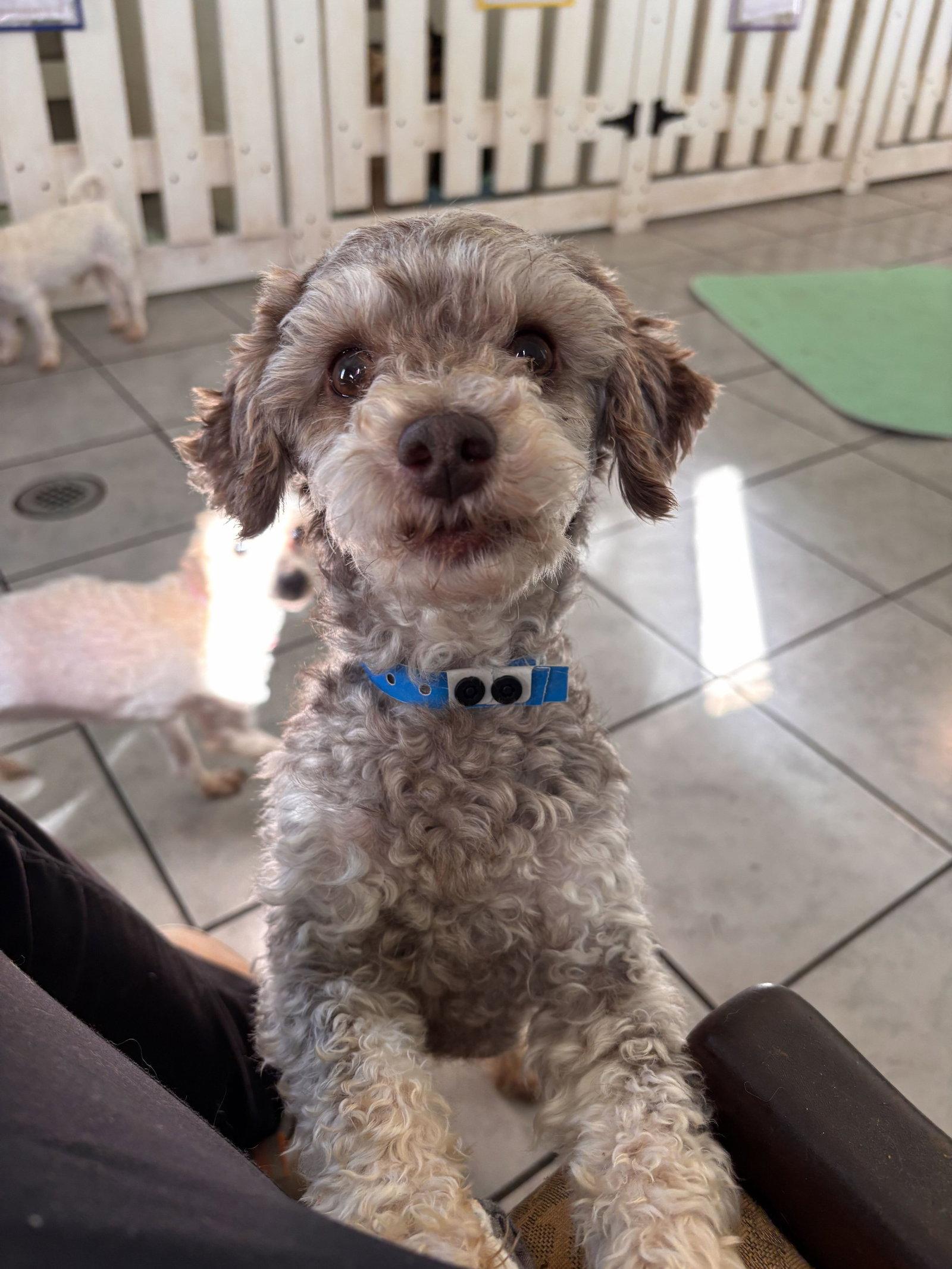 Enlarge Arlo Jul 26, a Adoptable Poodle in Pacolet, SC image 1/3