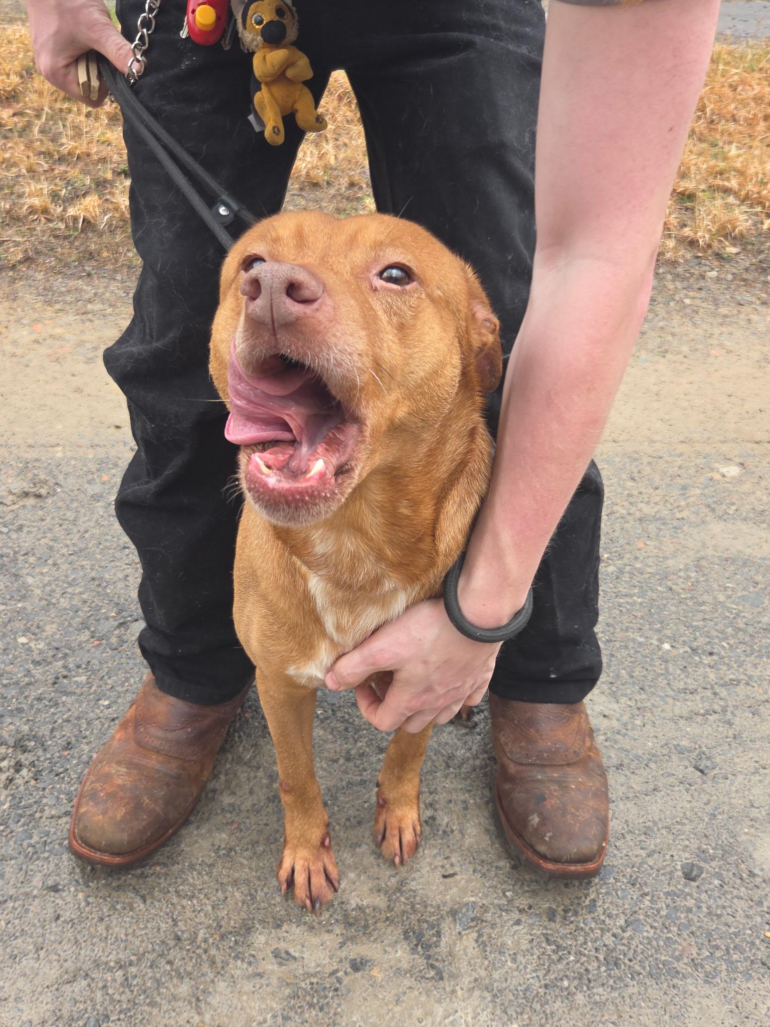 Trooper, Adoptable, Adult Male Pit Bull Terrier & Labrador Retriever.