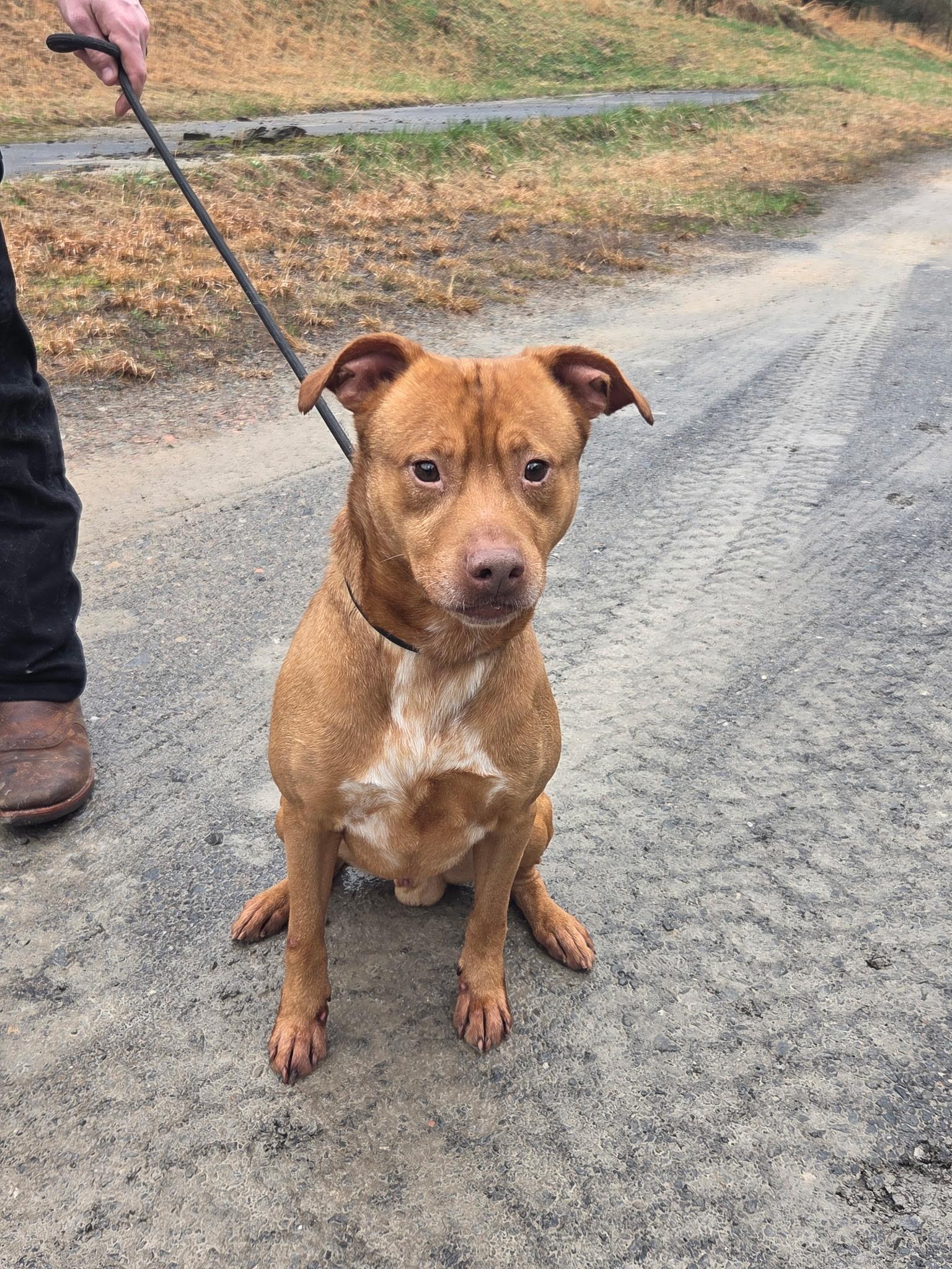 Trooper, Adoptable, Adult Male Pit Bull Terrier & Labrador Retriever.