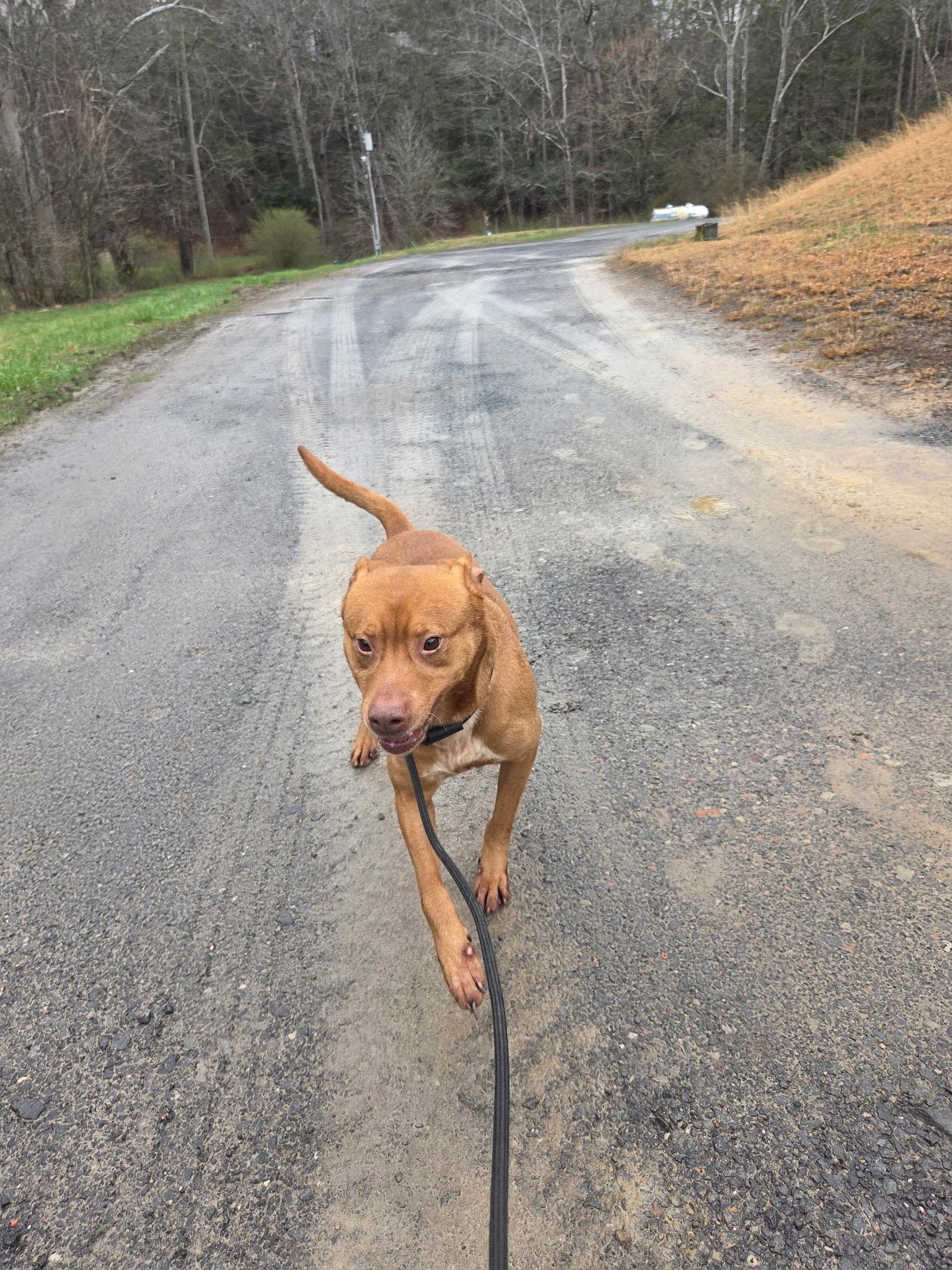 Enlarge Trooper, a Adoptable mixed breed in Fayetteville, WV image 3/4