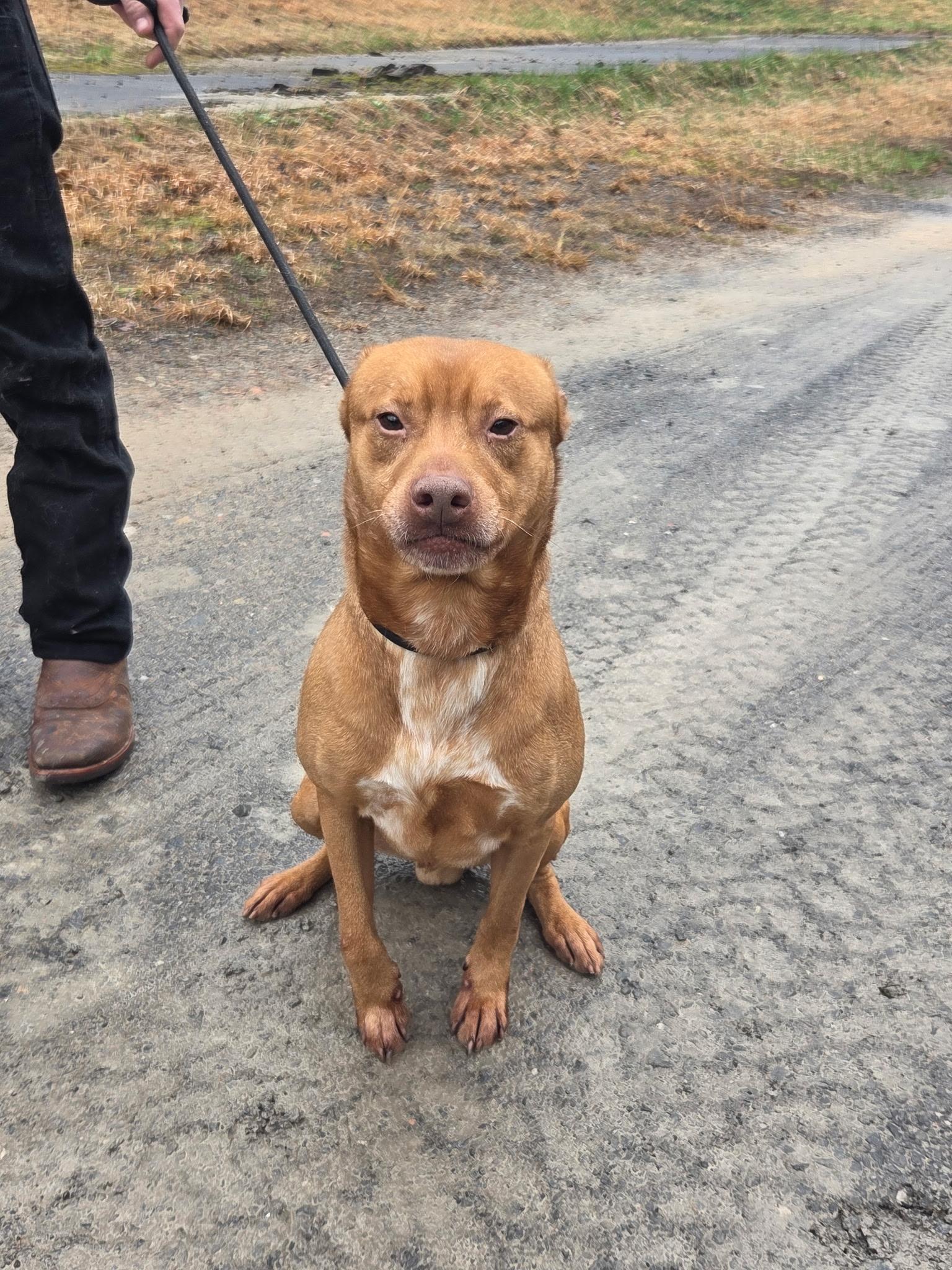 Enlarge Trooper, a Adoptable mixed breed in Fayetteville, WV image 4/4
