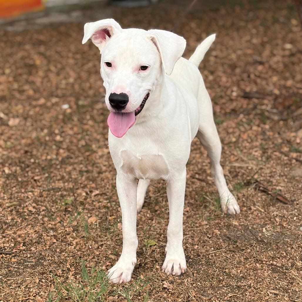 Magnus 26-06-153, Adoptable, Young Male Pit Bull Terrier.