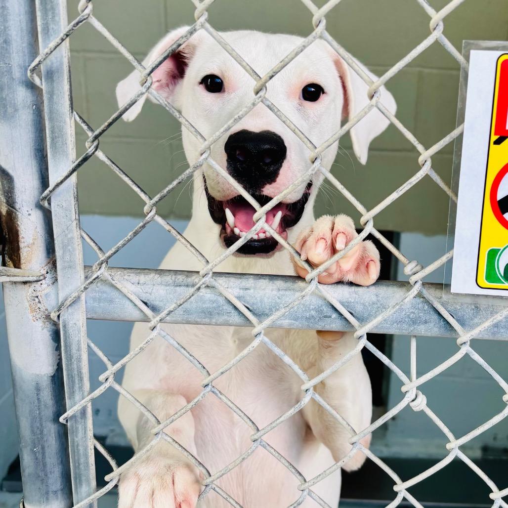 Enlarge Magnus 26-06-153, a Adoptable Pit Bull Terrier in Bastrop, TX image 3/6