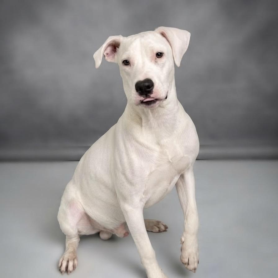 Enlarge Magnus 26-06-153, a Adoptable Pit Bull Terrier in Bastrop, TX image 4/6