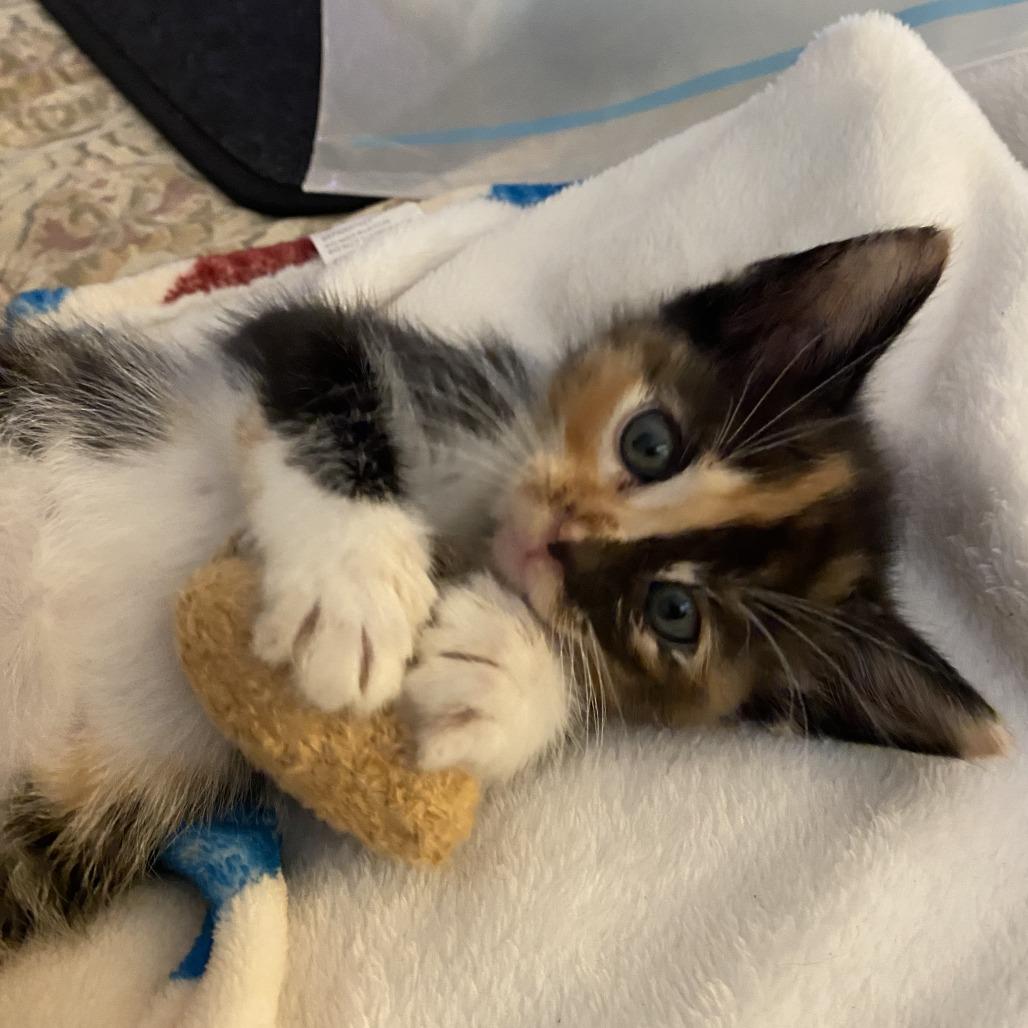 Sweet Pea, Adoptable, Kitten Female Domestic Short Hair.