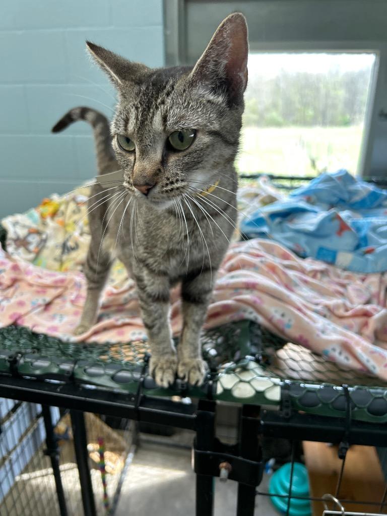 Enlarge Supra, a Adoptable mixed breed in Bryan, OH image 1/1