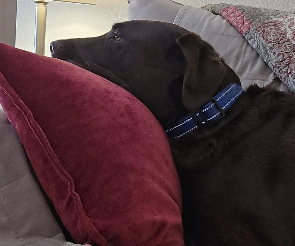 A~Moose, Adoptable, Adult Male Labrador Retriever.