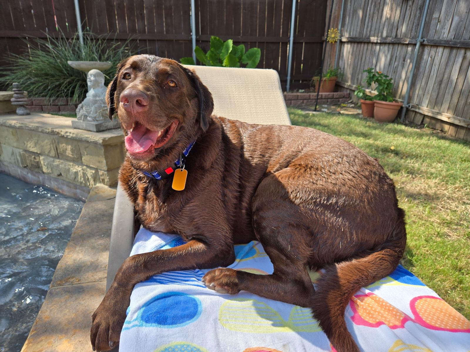 A~Moose, a Adoptable Labrador Retriever in Denton, TX image 3/3