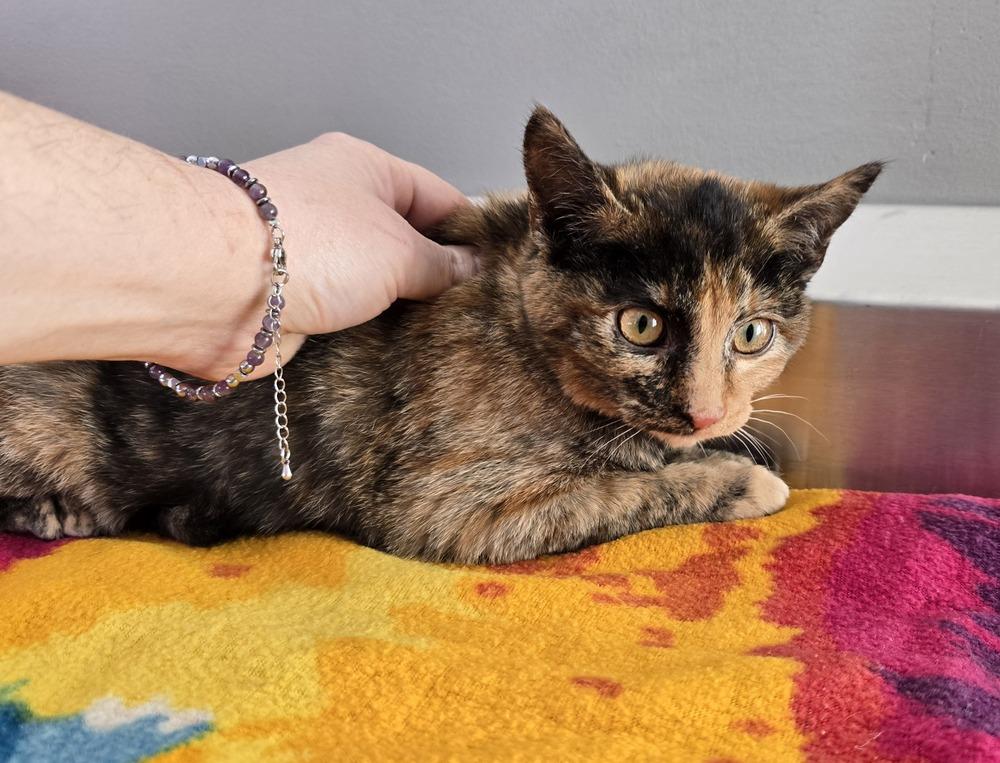 Romy, Adoptable, Young Female Domestic Short Hair.