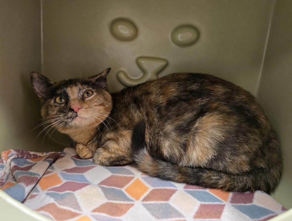 Romy, a Adoptable Domestic Short Hair image 2/2