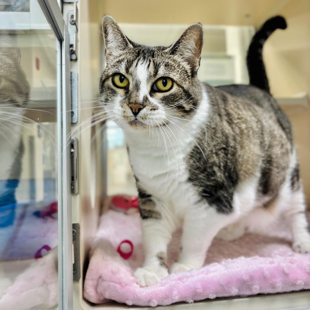 Enlarge Mommy, a Adoptable Domestic Short Hair in Great Falls, MT image 1/2
