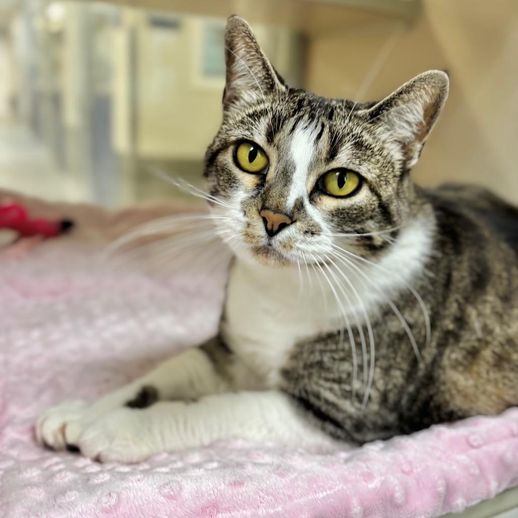Enlarge Mommy, a Adoptable Domestic Short Hair in Great Falls, MT image 2/2