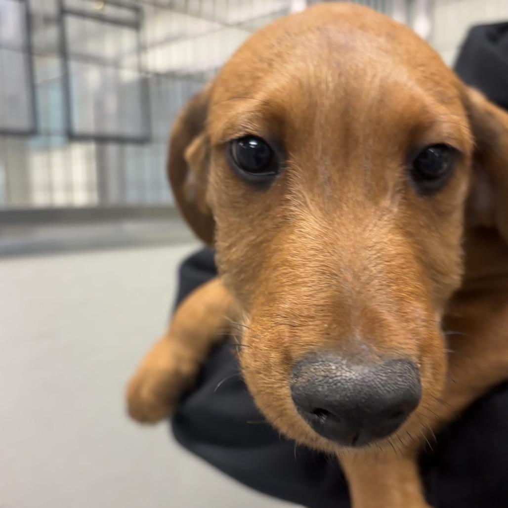 Abe - Adoptable Pet | Petfinder