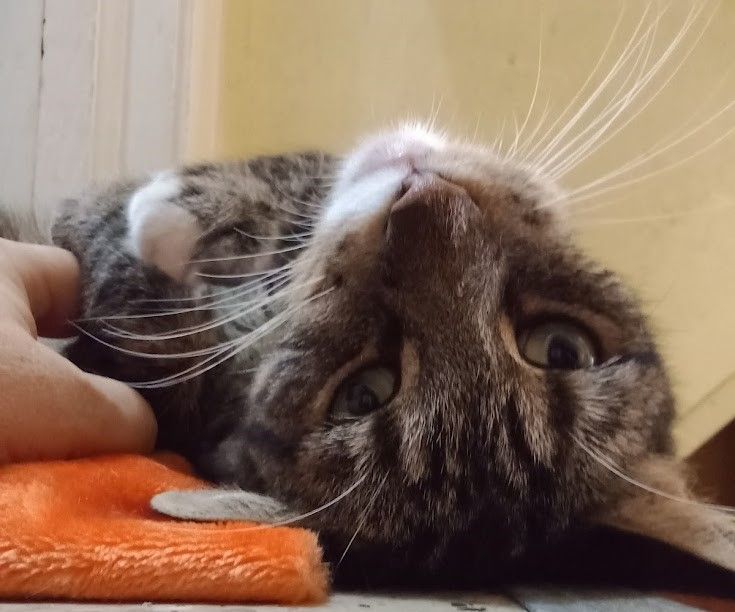 Carleton, a Adoptable Domestic Short Hair in Lansdowne, PA image 3/6