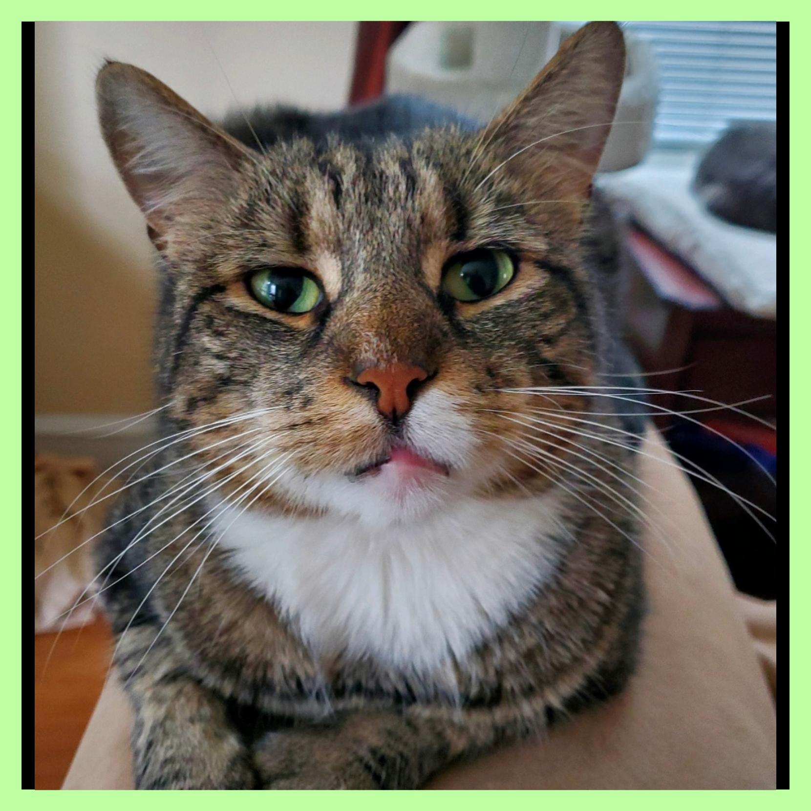 Carleton, a Adoptable Domestic Short Hair in Lansdowne, PA image 4/6