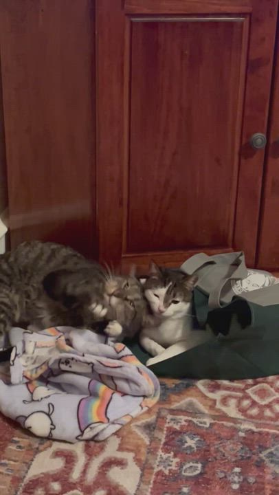 Enlarge Carleton, a Adoptable Domestic Short Hair in Lansdowne, PA video 6/6