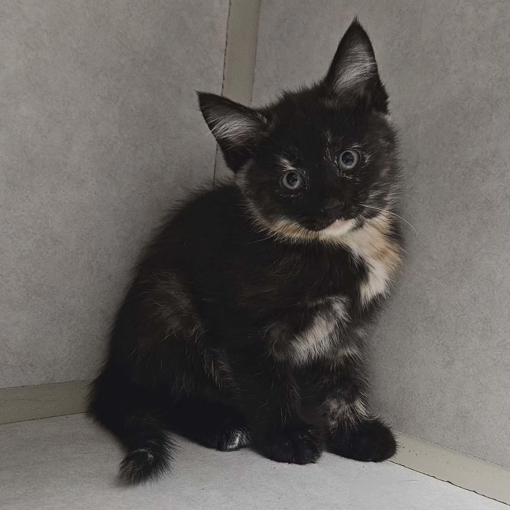 Millie, adoptable, Kitten Female Domestic Medium Hair.