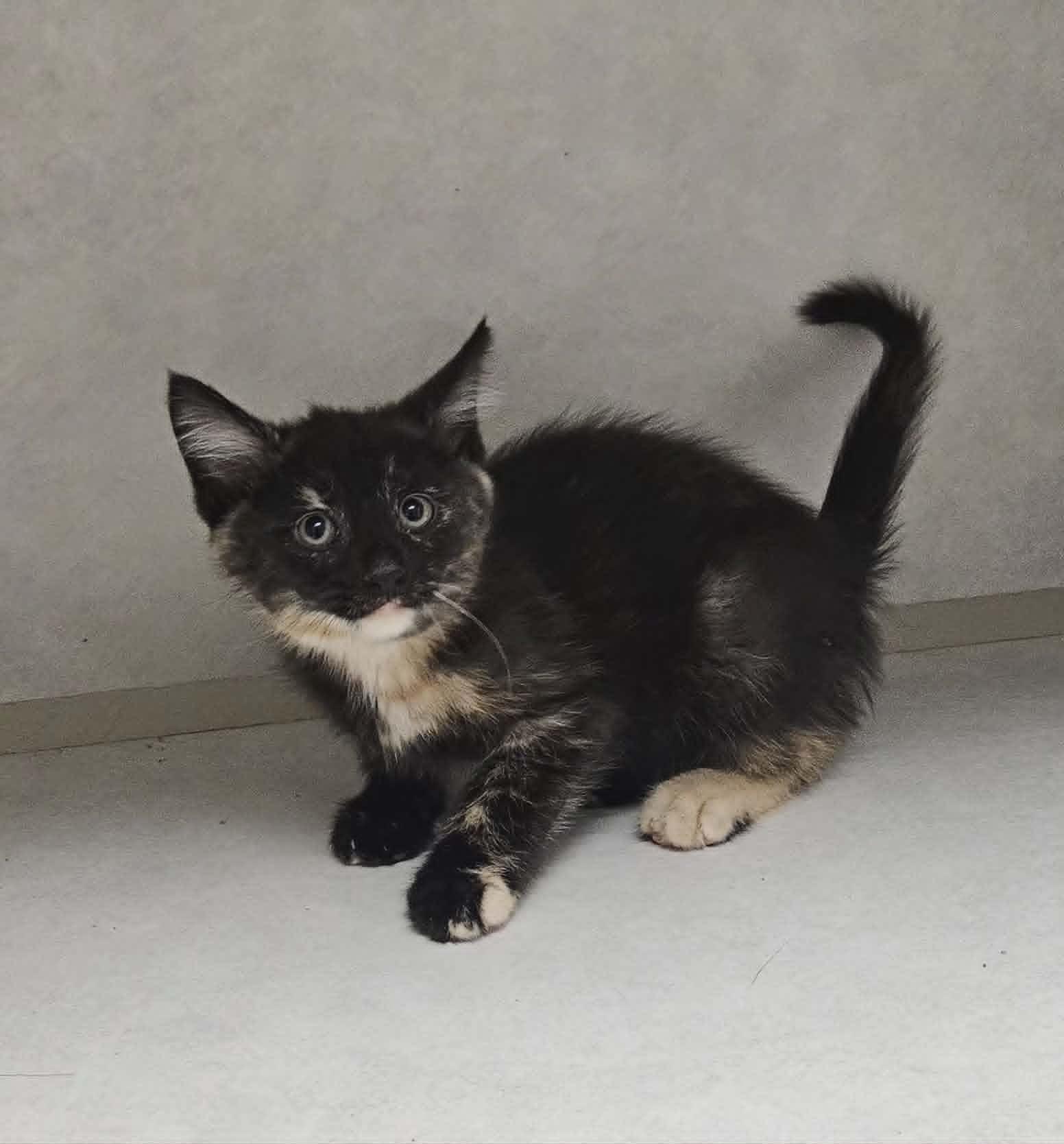 Millie, an adoptable Domestic Medium Hair in Wapakoneta, OH image 2/2