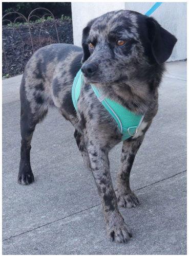 Chase, a Adoptable Catahoula Leopard Dog in Oak Ridge, TN image 1/3