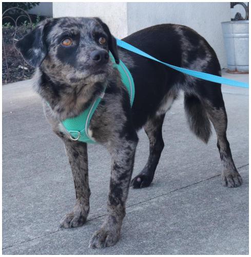Chase, a Adoptable Catahoula Leopard Dog in Oak Ridge, TN image 2/3