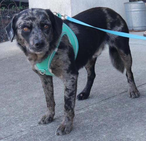 Chase, a Adoptable Catahoula Leopard Dog in Oak Ridge, TN image 3/3