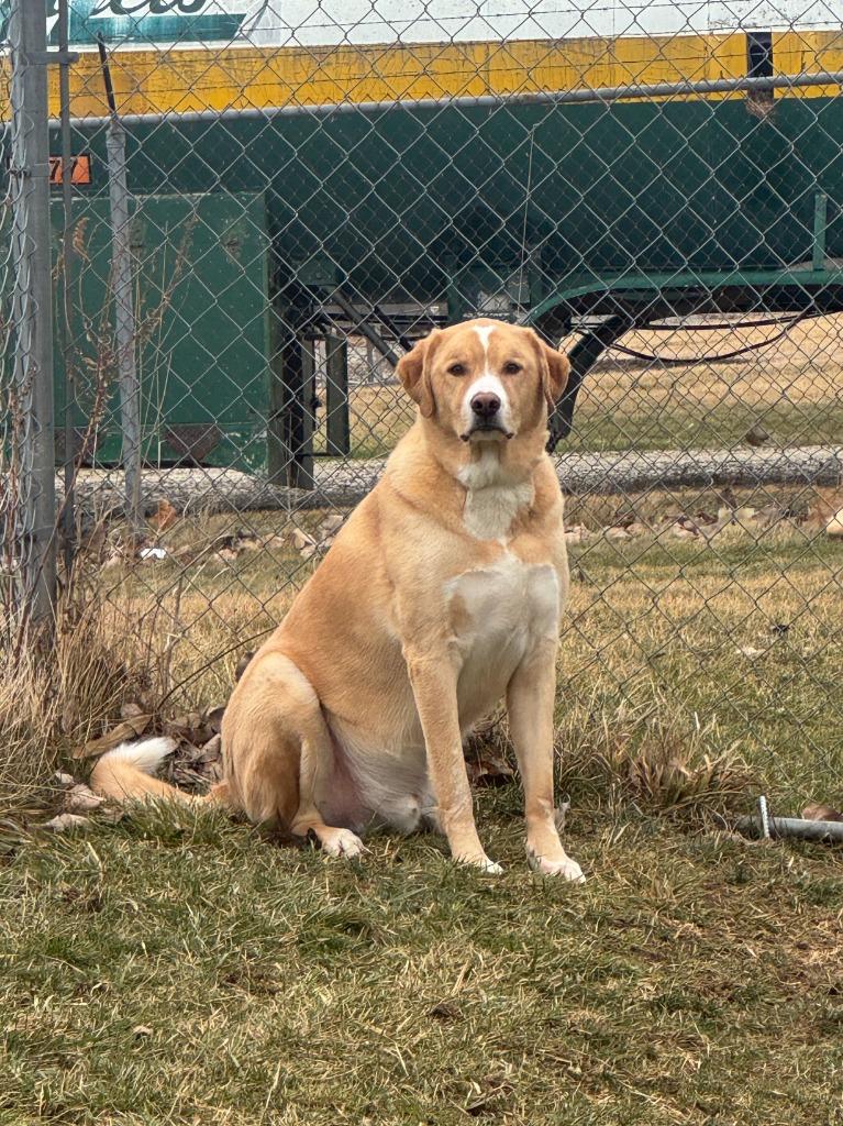 Rex, Adopted, Adult Male Labrador Retriever & Great Pyrenees.