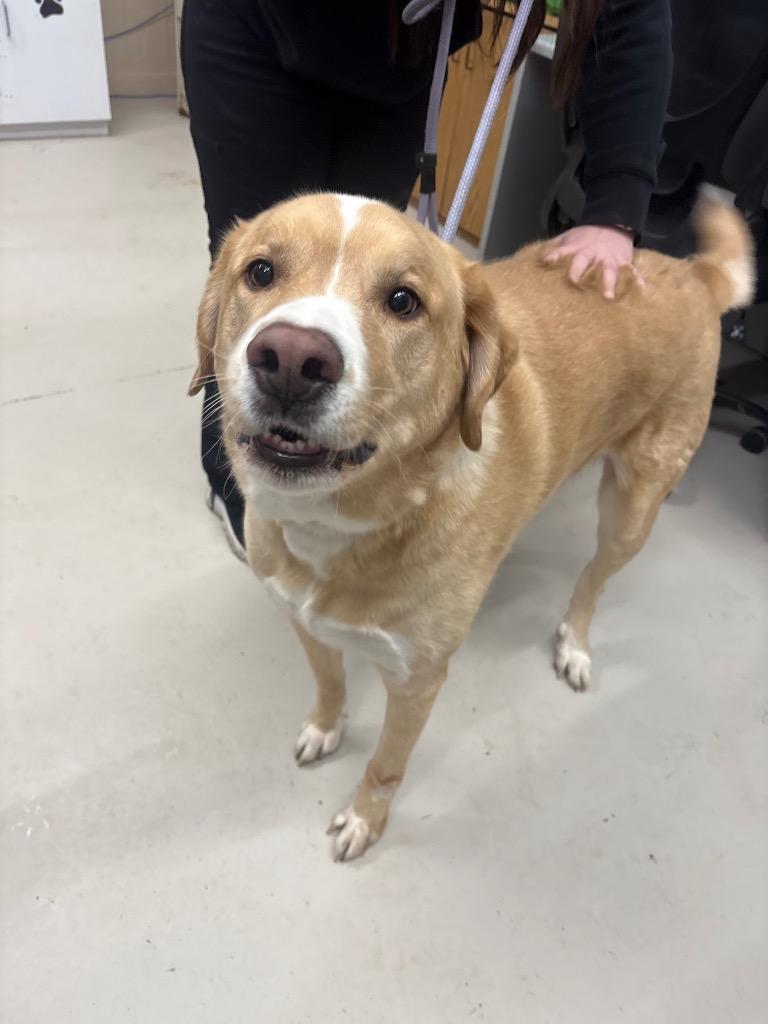 Rex, a Adopted mixed breed in Findlay, OH image 2/3