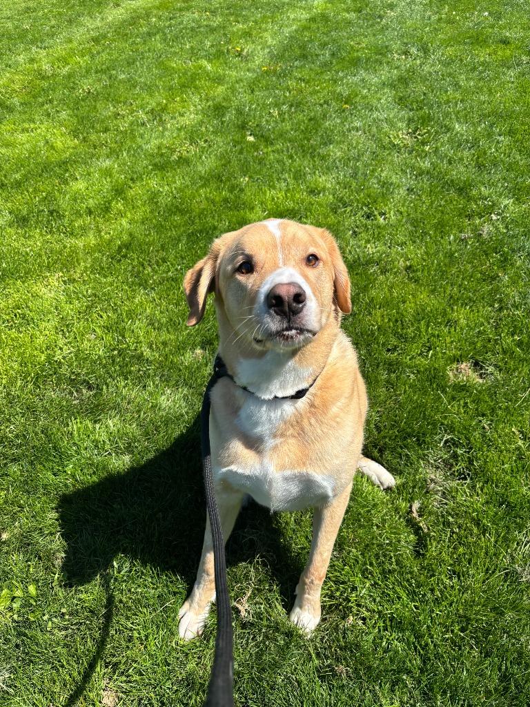 Rex, a Adopted mixed breed in Findlay, OH image 3/3