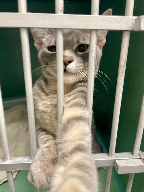 Luke, Adoptable, Kitten Male Domestic Short Hair.