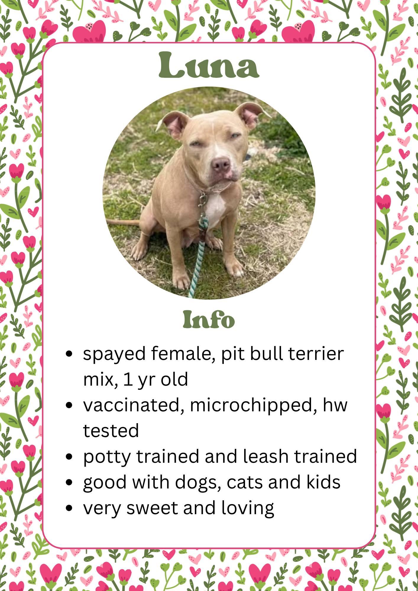 Enlarge Luna, a ADOPTABLE Pit Bull Terrier in Greensburg, IN image 1/1