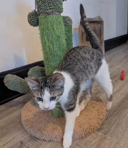 Simon, Adoptable, Young Male Domestic Short Hair & Domestic Short Hair.