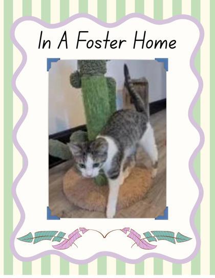 Enlarge Simon, a Adoptable Domestic Short Hair in Columbus, IN image 1/1