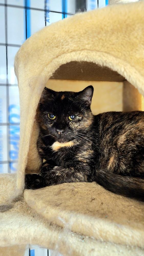 Sundae, Adoptable, Adult Female Domestic Short Hair.