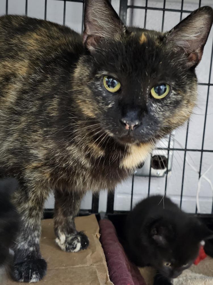 Enlarge Sundae, a Adoptable mixed breed in Mishawaka, IN image 2/3