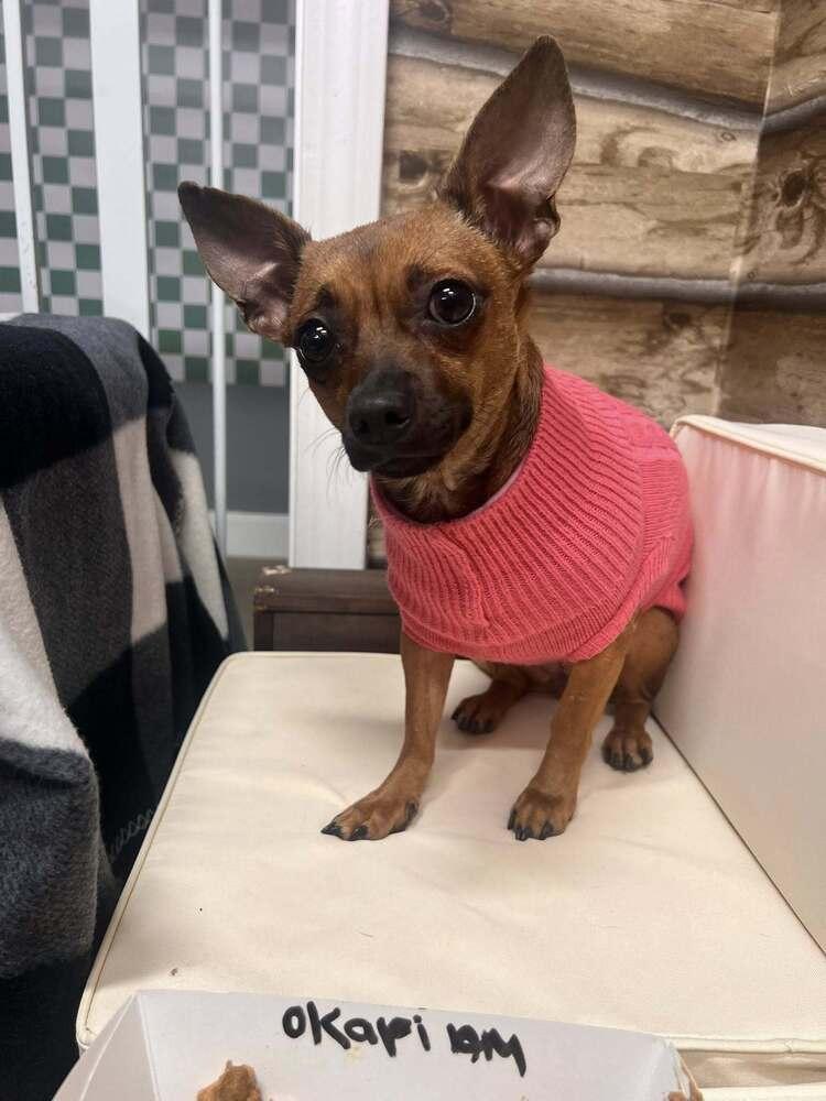 Okapi, Adoptable, Adult Female Chihuahua & Dachshund.
