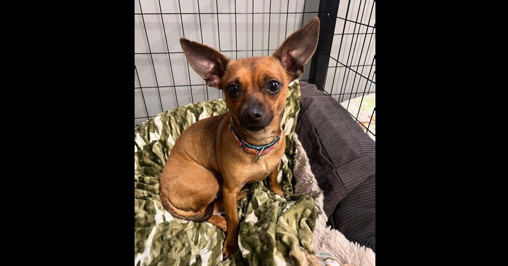 Okapi, Adoptable, Adult Female Chihuahua & Dachshund.