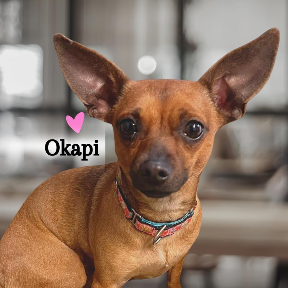 Enlarge Okapi, a Adoptable mixed breed in Saugus, MA image 4/6